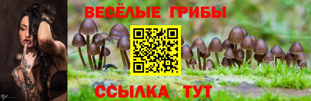 Галлюциногенные грибы Psilocybe  Псилоцибиновые грибы прущие грибы  где можно купить наркотик  Корсаков  Вход с VPN 